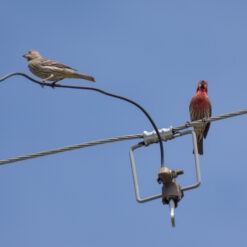 Bird Guard System